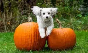 Pumpkin Pet Care